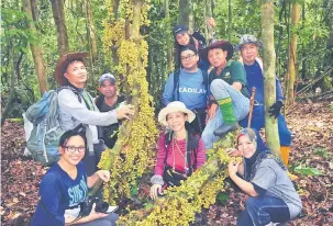  ?? — Gambar SFD ?? MENARIK: Gnetum klosii (Gnetaceae) merupakan salah satu tumbuhan menarik yang kelihatan kerana buah ala anggur yang banyak di atas tangkai dan cabang.