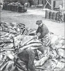  ?? SUBMITTED PHOTO ?? Sorting seal pelts from the annual hunt at Southside, St. John’s. Photograph reproduced from “Newfoundla­nd Album: Men Against the Ice”, published in Atlantic Guardian magazine, March 1951.