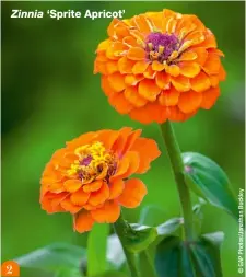  ??  ?? Zinnia ‘Sprite Apricot’