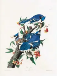  ??  ?? John James Audubon (1785-1851), Blue Jay engraving from The Birds of America; from Original Drawings. London: Published by the author, 1827-1838. The Duke of Portland set. Courtesy Christie’s. Estimate: $8/12 million SOLD: $9,650,000