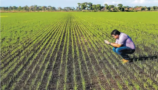  ??  ?? Lavoura eficiente. Com mudança na irrigação, produção de arroz na Fazenda Dois Rios passou de 120 sacos de 60 kg por hectare para 140