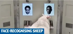  ?? ?? FACE-RECOGNISIN­G SHEEP
Animal magic: Labradors, rats, sheep and bees (below) have all been used in scientific tests
