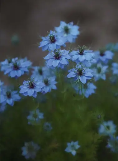  ??  ?? The A9 isn’t just good at action photograph­y. It’s a great all-rounder, delivering rich, natural colour rendition and high levels of detail. Above
Shot at dusk at f/2.8 and ISO 25,600, these cornflower­s have an impression­istic look, but the detail at...