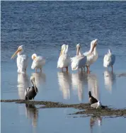  ??  ?? White pelicans at J.N. “Ding” Darling Wildlife Refuge on Sanibel