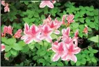  ??  ?? Some evergreen azaleas have flecked or striped flowers.