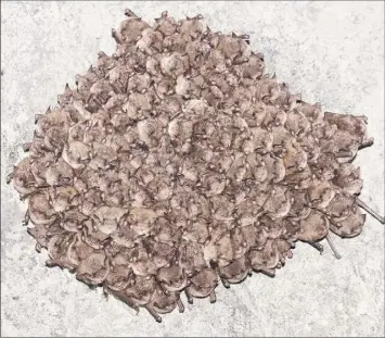  ?? Courtesy DEC ?? A typical cluster of more than 100 endangered Indiana bats. Bats contribute as much as $50 billion a year to the U.S. farm economy by eating insects, reducing the need for pesticides.