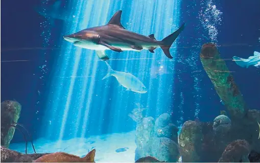  ?? COURTESY OF JESSEY CHERNE-DURKIN ?? A shark swims at the ABQBioPark Aquarium.