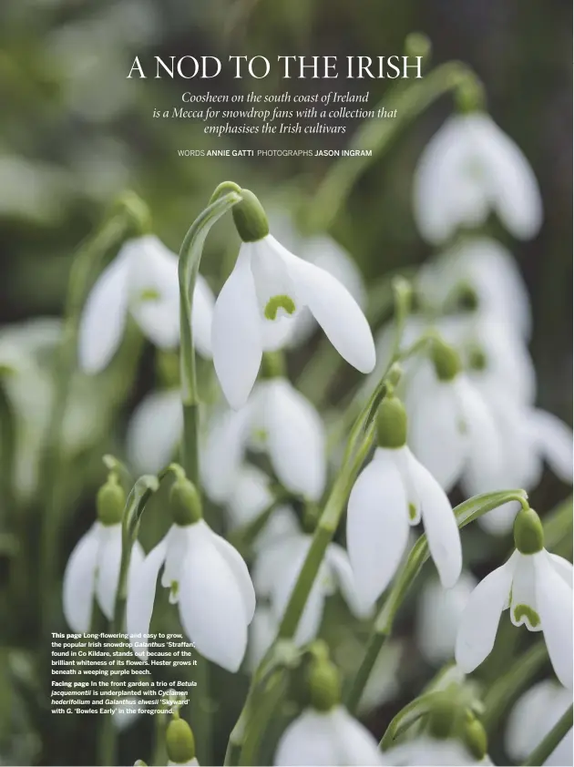  ??  ?? This page Long-flowering and easy to grow, the popular Irish snowdrop Galanthus ‘Straffan’, found in Co Kildare, stands out because of the brilliant whiteness of its flowers. Hester grows it beneath a weeping purple beech. Facing page In the front...