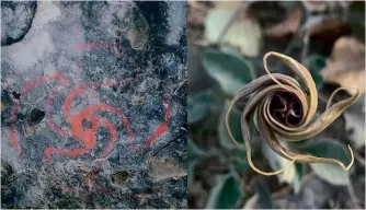  ??  ?? ABOVE:
Rock art in Pinwheel Cave, California (left) appears to mimic the shape of an unfurled Datura flower.