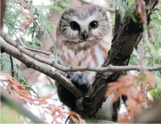  ?? CLIFFORD ROSTEK PHOTO ?? The Northern Saw-whet Owl is our smallest owl in the area. This one was spotted in Ottawa.