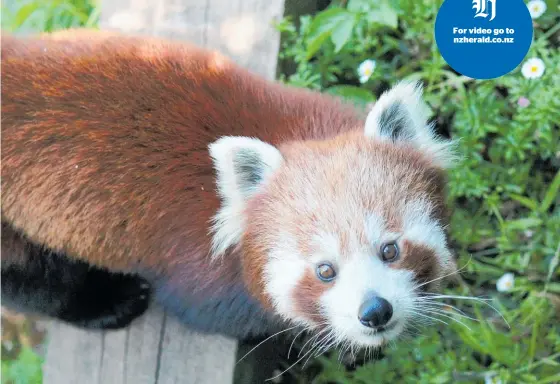  ??  ?? Wellington Zoo’s 12-week-old red panda cub has begun exploring its surroundin­gs.