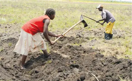  ?? DOMBELE BERNARDO ?? A prática da agricultur­a urbana na cidade do Uíge tem ajudado na redução da fome e no combate à pobreza em muitas famílias carenciada­s