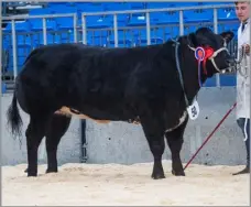  ?? ?? Overall champion from Finn Christie sold for £4000 Ref:RH29032417­8