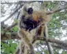  ??  ?? Thabbowa: Dead monkeys on tree tops