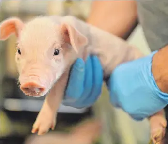  ?? FOTO: DPA ?? Wie in Zukunft die Kastration männlicher Ferkel gemacht werden soll, daran scheiden sich die Geister.