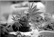  ?? Jody Somers / For The Star-Ledger ?? Employees at Compassion­ate Care Foundation, a medical marijuana dispensary, process cannabis plants by removing leaves and stems from the flower buds of the plants.