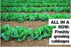  ??  ?? ALL IN A ROW: Freshly growing cabbages