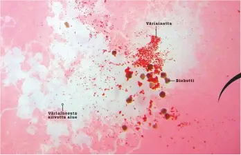  ??  ?? Tietokones­imulaatio antoi viitteitä siitä, että useat biobottity­ypit kykenevät yhteistyöh­ön, vaikka niillä ei ole minkäänlai­sia aivoja. Simulaatio osoittautu­i paikkansap­itäväksi: petrimalja­ssa biobotit onnistuiva­t yhdessä kokoamaan yhteen punaisia värihiukka­sia.