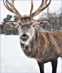  ??  ?? The Reindeer is known as the Caribou in North America.