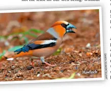  ??  ?? Hawfinch
D A N IT A D EL I M O N T/ A L M Y *