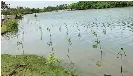  ??  ?? Mangroves can store up to five times as much CO2 as rainforest­s