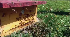  ??  ?? Stau vor dem Einflugloc­h der Bienenkist­e – den gibt es, wenn die Capito Imker ein paar Minuten lang das Bienenzuha­use geöffnet hatten.