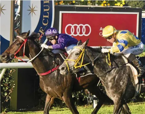  ?? Photo: Nev Madsen ?? OUTRIGHT GLORY: Jumbo Prince (purple silks) is looking to win consecutiv­e Weetwood Handicaps after dramatical­ly dead-heating with Col ‘N’ Lil in last year’s edition.