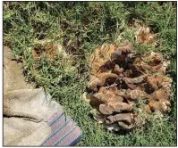  ?? (Special to the Democrat-Gazette) ?? This fungus in a reader’s Bermuda lawn is a type that grows from rotting roots where a tree has died.