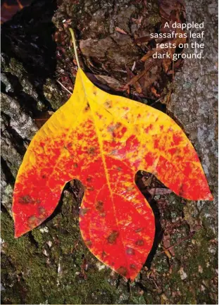  ??  ?? A dappled sassafras leaf rests on the dark ground.