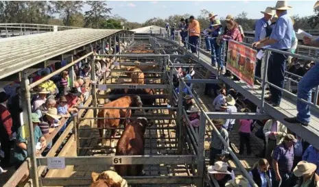  ?? PHOTO: DIGBY HILDRETH ?? HAPPIER TIMES: The Casino saleyards were packed for recent sales but this week sat empty.