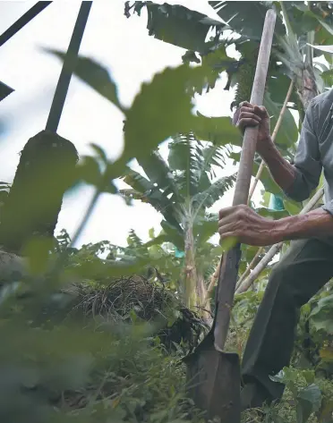  ?? / Mauricio Alvarado - El Espectador ?? La disminució­n de las lluvias, en la región Caribe, Andina y Orinoquia, afectó la producción de cultivos como arroz, maíz, café y cacao.