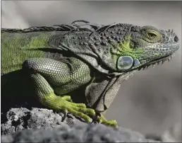  ?? Palm Beach POST/TNS ?? An iguana along the banks of the C-51 canal in Royal Palm Beach, Florida on Oct. 29.