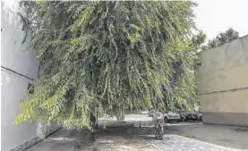  ?? ?? Una vecina se cruza con las ramas de un árbol sin podar en el barrio.