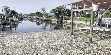  ?? TIFFANY TOMPKINS ttompkins@bradenton.com ?? Thousands of dead fish sit in a canal behind a home in Coral Shores, rotting and smelling, during red tide event in 2017-19 in Manatee County.