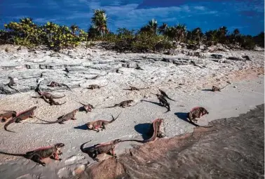  ?? Sara Fox ?? Iguanas at Bitter Guana Cay greet a group of friends who sailed around windswept atolls, camped beneath the stars and spearfishe­d for dinner on an unguided journey around the Exuma Islands.