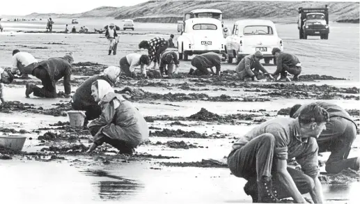  ?? AUCKLAND STAR HISTORIC COLLECTION ?? Toheroa harvesters out in force on Muriwai Beach, west of Auckland, in July 1964.