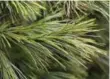  ??  ?? White Pine ranks third among Christmas trees for holding onto its needles.