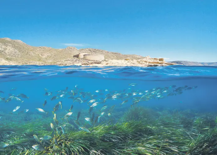  ?? ?? A school of fish swim over Posidonia seagrass with a castle in the background in El Playazo de Rodalquila­r, Almeria, Spain.