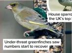  ?? ?? House sparrow is the UK’s top bird
Under-threat greenfinch­es saw numbers start to recover