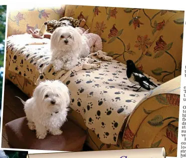  ??  ?? Take a perch! George sits on Frieda’s head and (inset) muscles in on the dogs’ sofa