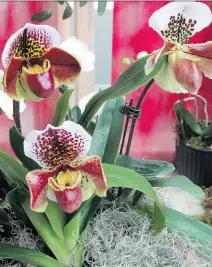  ?? DEAN FOSDICK/THE ASSOCIATED PRESS ?? Elegant and sophistica­ted, orchids are a popular choice for people who view plants as living decor. In addition to their esthetic qualities, plants can be therapeuti­c.