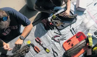  ??  ?? Clockwise, from left: Ancient cypress wood with shipworms recovered off Dauphin Island, Alabama; researcher­s use a picnic table as a lab; Bailey Miller, a researcher at the University of Utah, dives to explore an ancient submerged forest off Alabama.