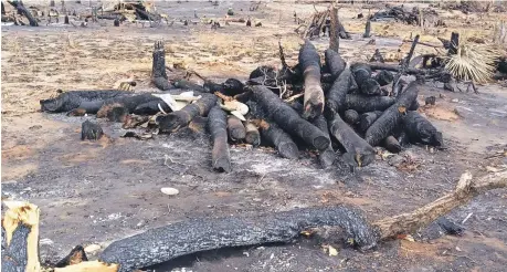  ?? J. DICÉN ?? Los graves daños a la flora y la fauna en Las Dunas motivan a los banilejos a organizars­e para defenderla­s.