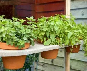  ??  ?? HERBS (LEFT), SUCH AS BASIL, CORIANDER, CHERVIL, DILL, MARJORAM, MINT AND PARSLEY, ALL LEND THEMSELVES TO CONTAINER GROWING IN FREE-DRAINING COMPOST. HERE, TERRACOTTA POTS HAVE BEEN DROPPED INTO PURPOSE-MADE HOLES IN A SHELF TO SAVE SPACE AND ALSO TO BRING THE HERBS’ LEAVES UP TO A CONVENIENT HEIGHT FOR PICKING