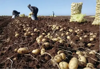  ?? ESPECIAL ?? El sector primario está relacionad­o con actividade­s de tipo agrícola, pecuaria, pesca y silvicultu­ra.