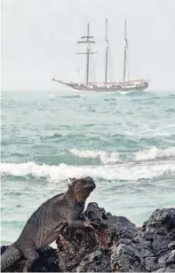  ?? EFE ?? ▶Especies de Galápagos inspiraron la teoría de la evolución.