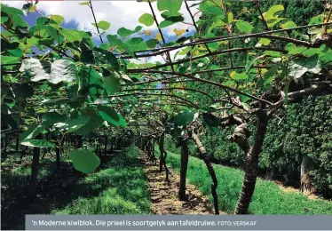  ?? FOTO: VERSKAF ?? ’n Moderne kiwiblok. Die prieel is soortgelyk aan tafeldruiw­e.