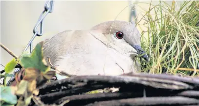  ??  ?? ●●Nesting dove