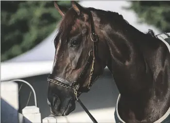  ?? JERRY JACKSON/THE BALTIMORE SUN VIA AP ?? Preakness contender Secret Oath stands near the stables, on Tuesday at Pimlico Race Course in Baltimore.