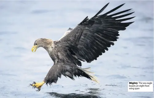  ??  ?? Mighty The sea eagle boasts an eight-foot wing span